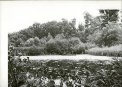 Staw parkowy