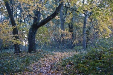 Park dworski w Kurowie. 2010